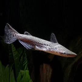 AGENEIOSUS MARMORATUS 