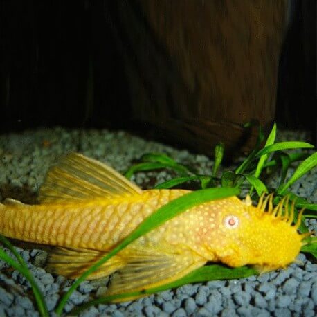 ANCISTRUS DOLICHOPTERUS ALBINOS