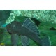 ANCISTRINAE SP L239 Taille L
