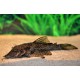 ANCISTRUS DOLICHOPTERUS "BLEU" Taille M