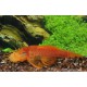 ANCISTRUS SP TEMMINCKI GOLD L144