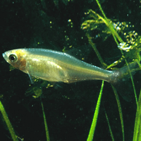 APHYOCHARAX RATHBUNI 