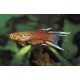 APHYOSEMION AUSTRALE