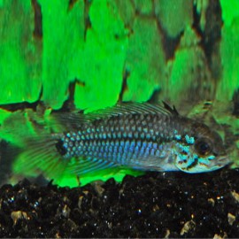 APISTOGRAMMA CAETEI