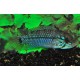 APISTOGRAMMA CAETEI