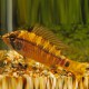 APISTOGRAMMA EUNOTUS