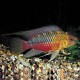 APISTOGRAMMA HONGSLOI 