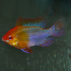 Microgeophagus Ramirezi Gold 