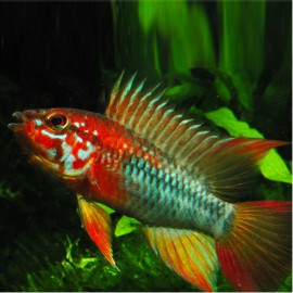 APISTOGRAMMA VIEJITA ROUGE