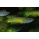 Aplocheilichthys NORMANI Taille XL