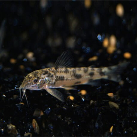 Aspidoras Sp. Cw052 "blackfin" Taill
