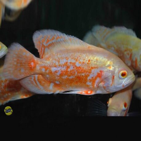 Astronotus ocellatus rouge Marbre Albinos