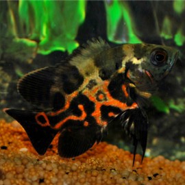 Astronotus ocellatus "ŒIL DE PAON" ROUGE Taille P