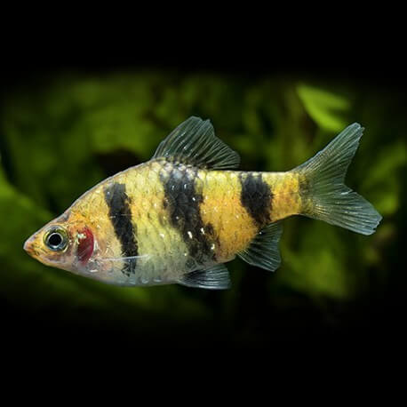 BARBUS FASCIATUS