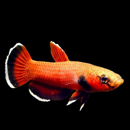 BETTA CHANNOIDES 