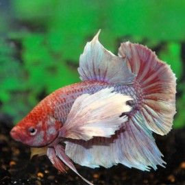 BETTA DUMBO EAR MAN