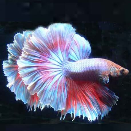 BETTA MALE DOUBLE TAIL 