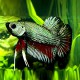 BETTA PLAKAT DRAGON 