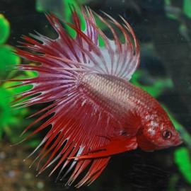 BETTA SPLEDENS DRAGON CROWNTAIL