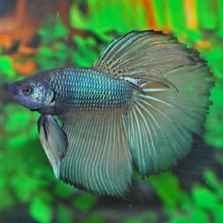 BETTA SPLEDENS DRAGON SUPER DELTA