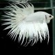 BETTA SPLENDENS CROWNTAIL BLANC