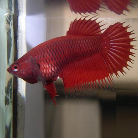 BETTA SPLENDENS CROWNTAIL FEMELLE