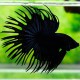 BETTA SPLENDENS CROWNTAIL NOIR Taille L