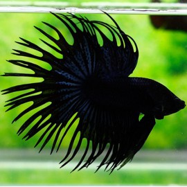 BETTA SPLENDENS CROWNTAIL NOIR Taille L