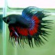 BETTA SPLENDENS CROWNTAIL MALE Taille XL
