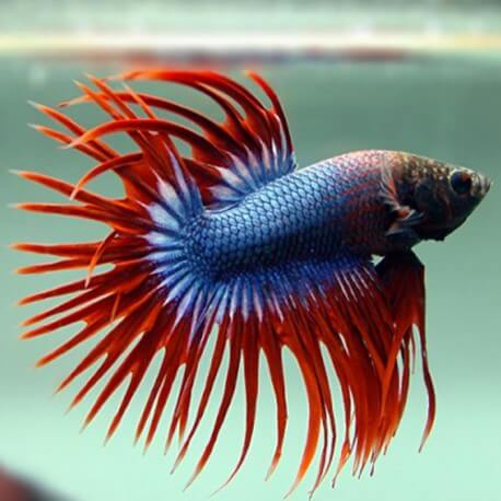 BETTA SPLENDENS CROWNTAIL THAI FLAG