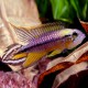 Apistogramma / agassizi alenquer r. tail Taille M