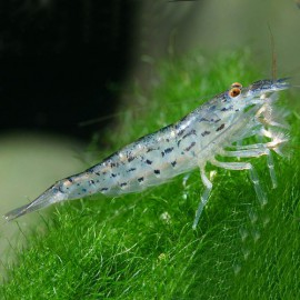 Atyopsis pilipes