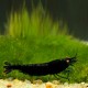 Black Tiger Shrimp