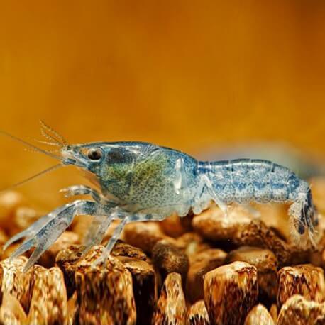 Cambarellus diminutus blue