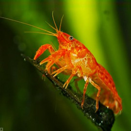 Cambarellus patzcuarensis orange 