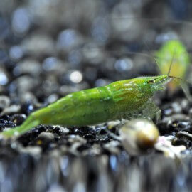 Caridina babaulti green