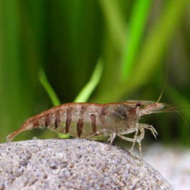 Caridina babaulti stripes