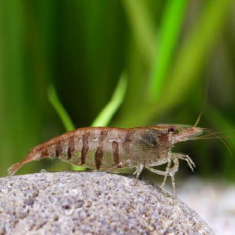 Caridina babaulti stripes