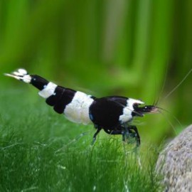 Caridina Taiwan Bee Panda