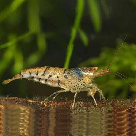 Caridina cantonensis serrata