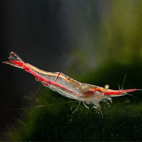 Caridina gracilirostris