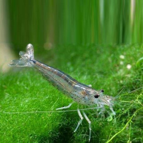 Caridina japonica