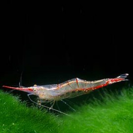 Caridina RED NOSE