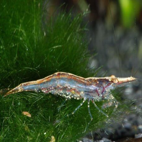 Caridina simoni simoni