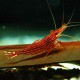 Caridina sp. red line