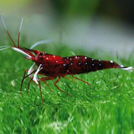 Caridina sp Cardinale