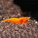 Caridina sp. Orange shrimp