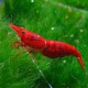 Caridina sp. SUPER RED