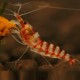 Caridina sp. purple zebra