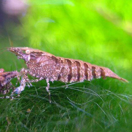 Caridina sp. rainbow